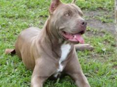 Niño atacado por perro Pitbull está hospitalizado