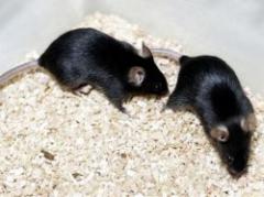 Ratones hembras mutilan los genitales de los machos