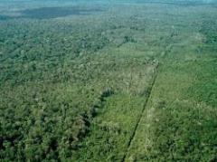 Brasil: policía especializada combatirá la deforestación