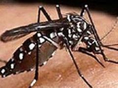 El clima actual hace que prolifere el Aedes Aegypti