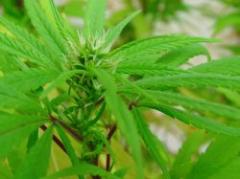 Proyecto sobre marihuana "va a promover consumo de drogas"