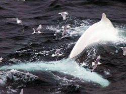 Encuentran una ballena blanca como Moby Dick
