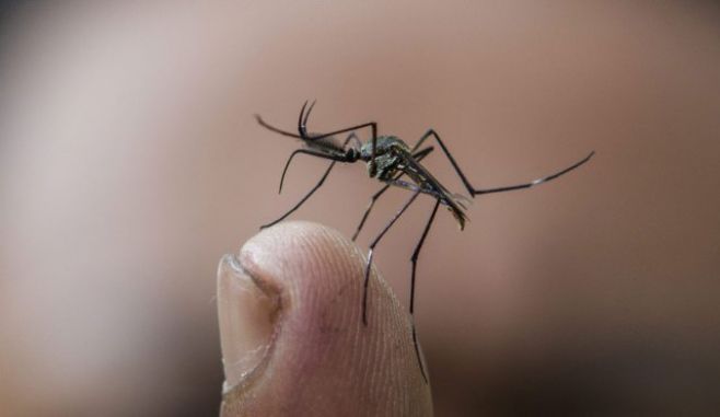 Invasin de mosquitos en Montevideo. 