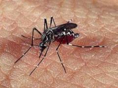 Dengue en la región y larvas en departamentos uruguayos
