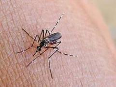 Reducir la presencia del Aedes Aegypti mediante la eliminación de los recipientes con agua "es cuestión de hábito"