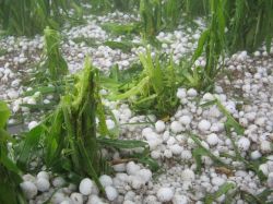 Canelones rural tras temporal es una "zona de guerra"