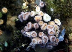 Arrecifes de coral del Caribe dejan de crecer