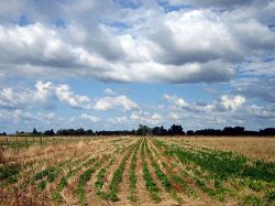 Argentina: casi la mitad de la soja pagará deudas