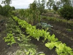 Productores afectados empiezan a recibir cobro