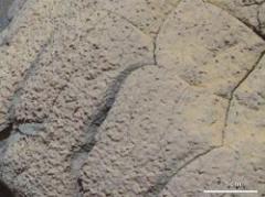 Marte pudo haber albergado vida, según Curiosity