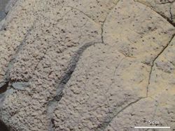 Marte pudo haber albergado vida, según Curiosity