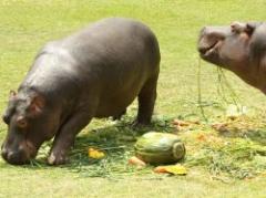 Zoo festejó su aniversario con fiesta de hipopótamos