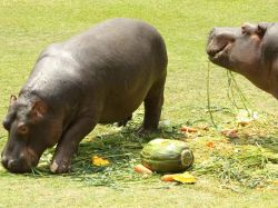 Zoo festejó su aniversario con fiesta de hipopótamos