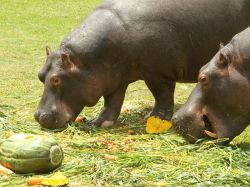 Zoo festejó su aniversario con fiesta de hipopótamos