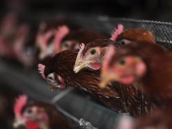 OMS: virus H7N9 mutó; es más fácil de infectar a humanos