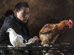 La cepa de gripe aviar H7N9 puede infectar a humanos