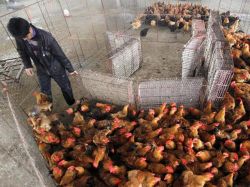 China busca desarrollo de vacuna contra gripe H7N9