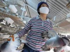 H7N9: temen contagio entre humanos tras caso familiar