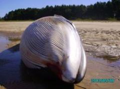 Fue encontrada muerta una ballena en playa de Colonia