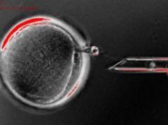 Científicos clonan células madre por primera vez