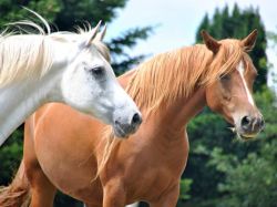 La Tertulia Agropecuaria: el rubro equino, un negocio que une el afecto por los caballos y sus valores comerciales