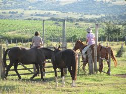 La Tertulia Agropecuaria: el rubro equino, un negocio que une el afecto por los caballos y sus valores comerciales