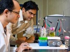 Buscan obtener energía de la fotosíntesis de las plantas