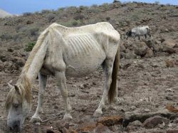 Australia autoriza sacrificio de 10.000 caballos famélicos