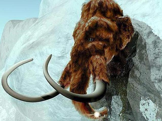 Se podría clonar un mamut Se podría clonar un mamut