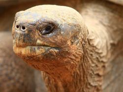 Jorge, última de su especie, regresará a Galápagos