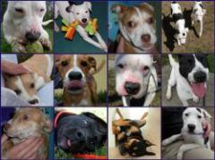 Calculadora de edad perruna