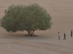 Fertilización por CO2 hace los desiertos "más verdes"