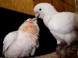 Las cosas que una cacatúa hace para conseguir comida