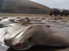 México: 350 mantarrayas y rayas aparecieron muertas