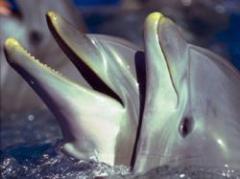 Los delfines se llaman entre ellos por su "nombre"