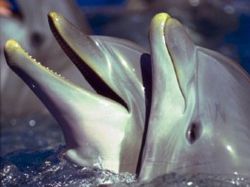 Los delfines se llaman entre ellos por su "nombre"