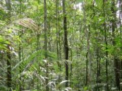 Menos absorción de CO2 en los bosques tropicales