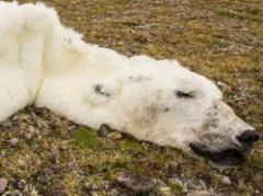 Cambio climático: foto de oso polar muerto impactó al mundo