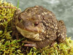 Los sapos de caña se estresan para adaptarse a temperaturas