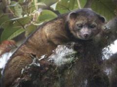 Descubrimiento de especie carnívora en América