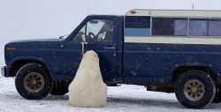 El hilarante momento de un curioso oso polar en Alaska