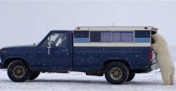 El hilarante momento de un curioso oso polar en Alaska