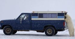 El hilarante momento de un curioso oso polar en Alaska