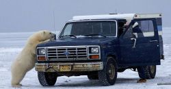 El hilarante momento de un curioso oso polar en Alaska