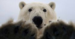 El hilarante momento de un curioso oso polar en Alaska