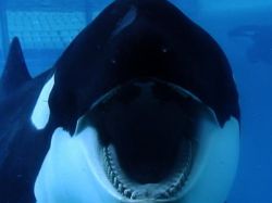 Documental sobre orca que mató a su entrenadora