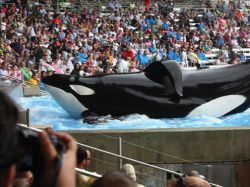 Documental sobre orca que mató a su entrenadora