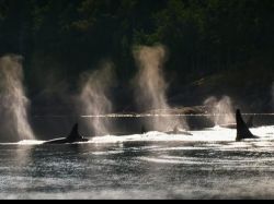 Documental sobre orca que mató a su entrenadora