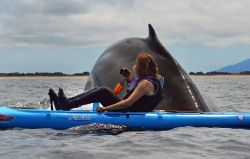 Ballena gigante apareció alcance de la mano de un turista