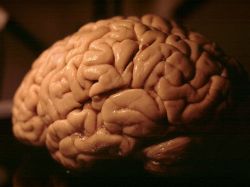 Descubren cómo el cerebro limpia células muertas